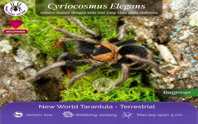 Cyriocosmus Elegans juvie Female Tarantula